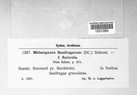 Melampsora vernalis image